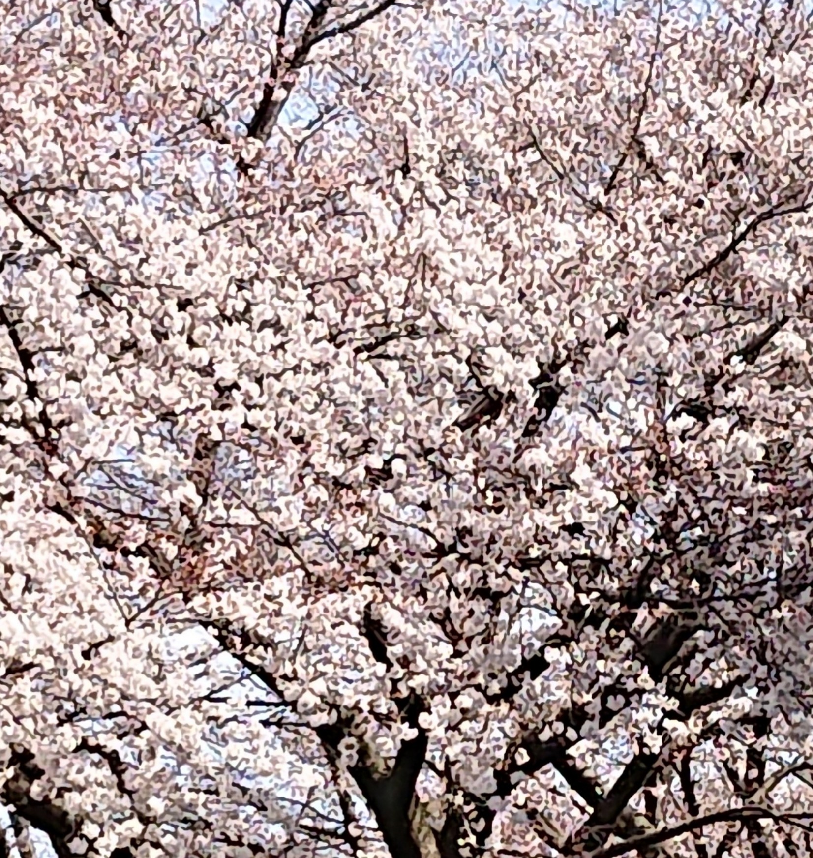 「桜満開！」;