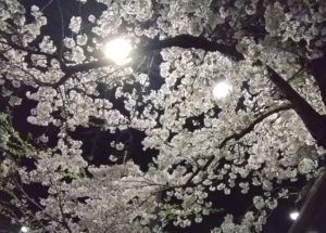 夜桜;