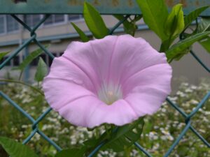 昨日は紫陽花、今日は、;