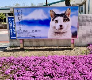 ねこ歩き