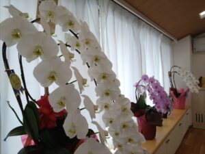 胡蝶蘭🌸