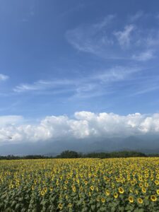 ひまわり畑🌻;