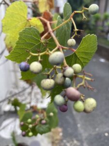 木の実